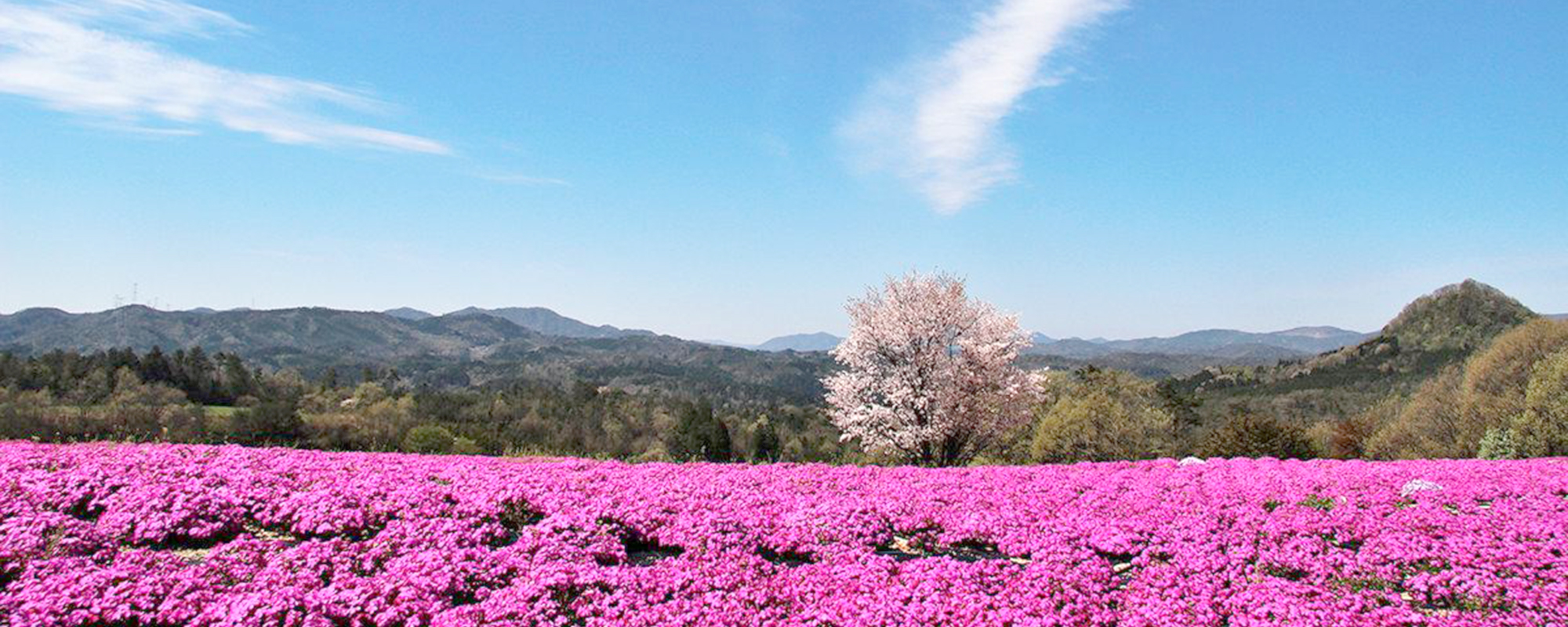 芝桜