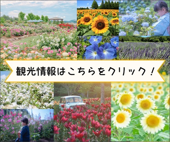 観光情報（６～８月）